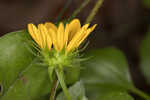 Cucumberleaf sunflower